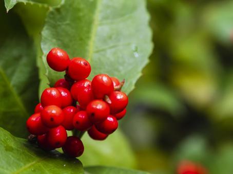 1月5日センリョウ