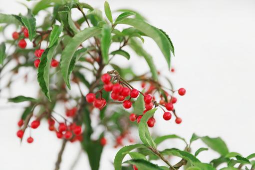 1月15日マンリョウ