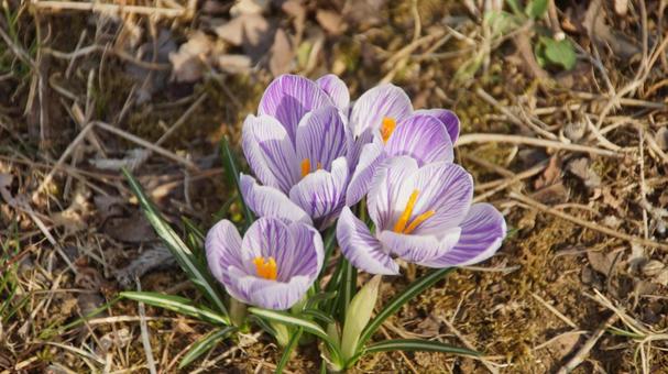 1月31日クロッカス