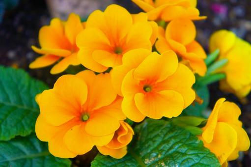 1月17日プリムラ・ジュリアン