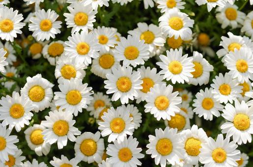 1月20日ノースポール