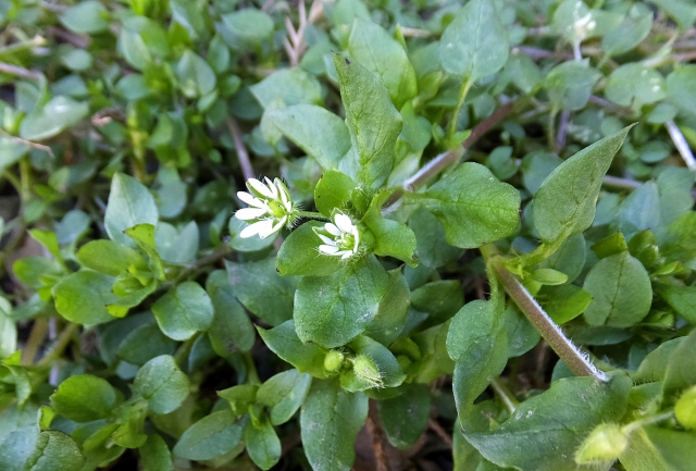 春の七草ハコベラ