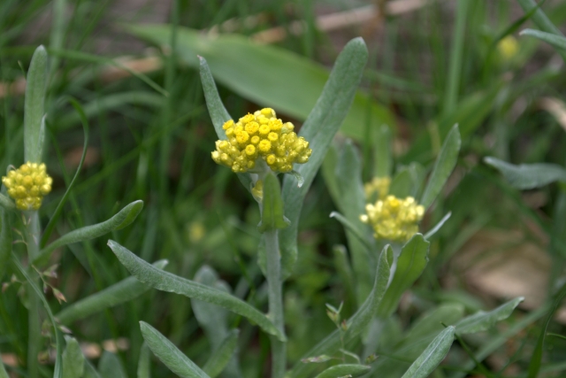 春の七草ゴギョウ