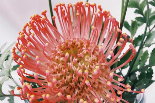 1月7日ピンクッションフラワー