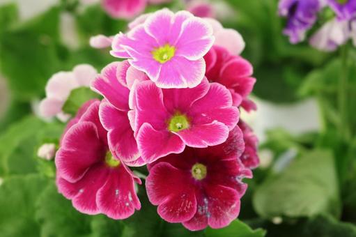 1月8日プリムラ・オブコニカ