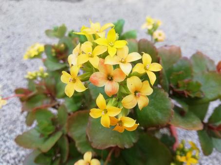 1月28日カランコエ