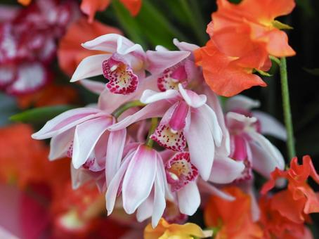 1月14日シンビジウム