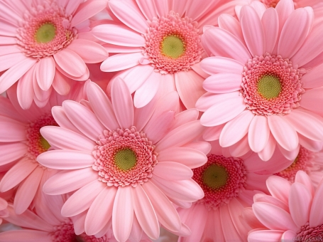 1月22日ガーベラ