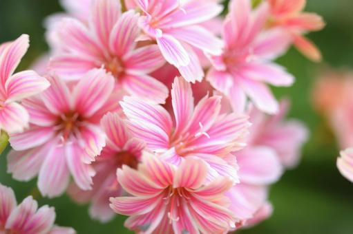 1月16日レウィシア