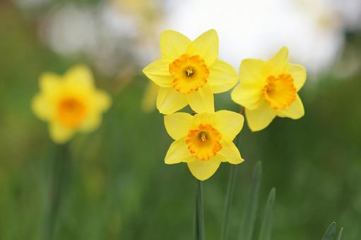 1月30日ラッパズイセン