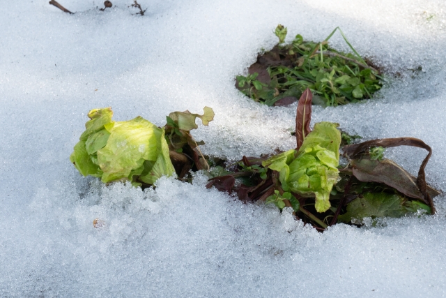 立春ふきのとう
