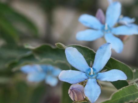 1月12日ブルースター