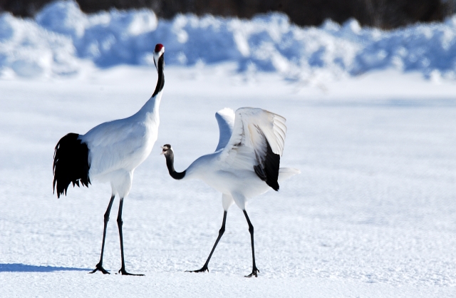 大寒タンチョウ