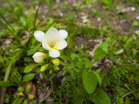 1月18日フリージア