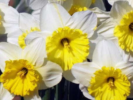 1月4日スイセン