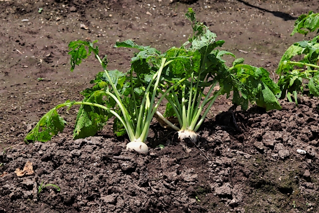 春の七草すずな