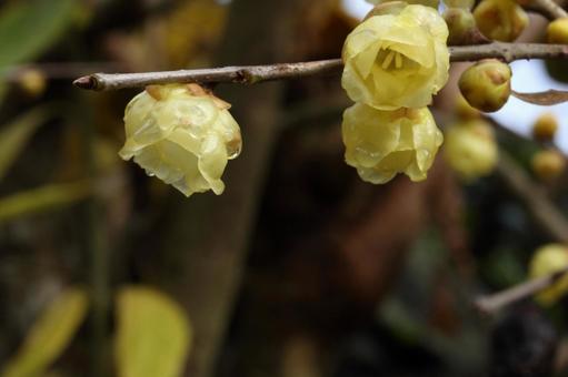 1月25日ロウバイ