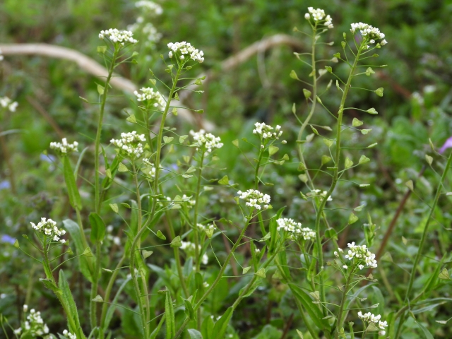 春の七草なずな