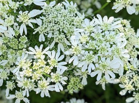 1月29日レースフラワー