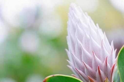 1月11日プロテア