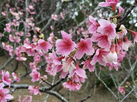 2月19日カンヒザクラ