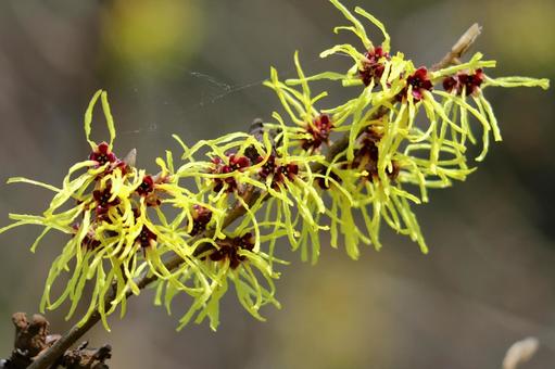 2月1日マンサク