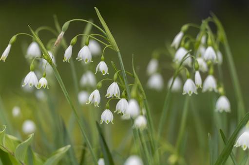2月2日スノードロップ