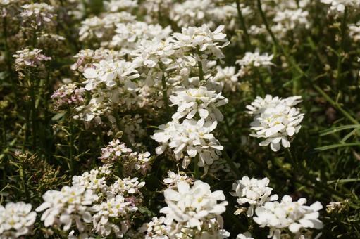 2月29日イベリス