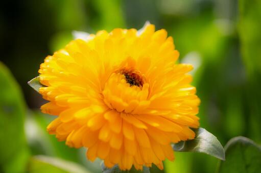 2月27日キンセンカ