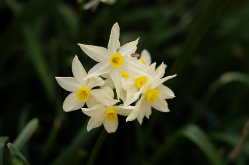 2月20日フサザキスイセン