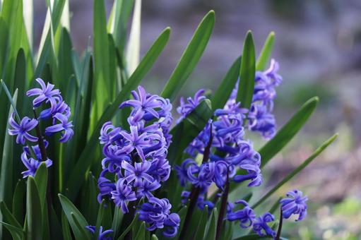 2月24日ヒアシンス