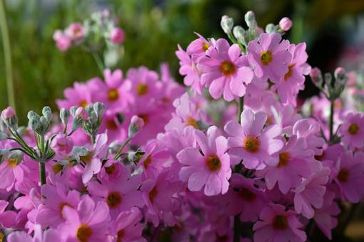 2月5日プリムラ・マラコイデス