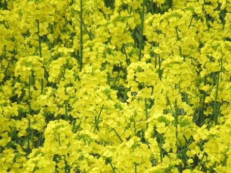 2月22日ナノハナ