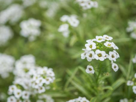 2月28日スイートアリッサム