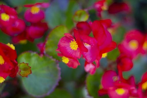 2月6日四季咲きベゴニア