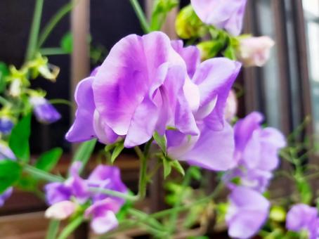 2月26日スイートピー