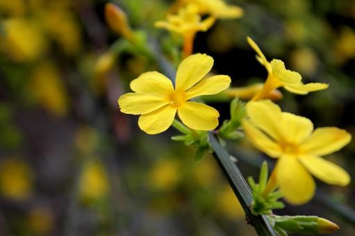 2月11日オウバイ