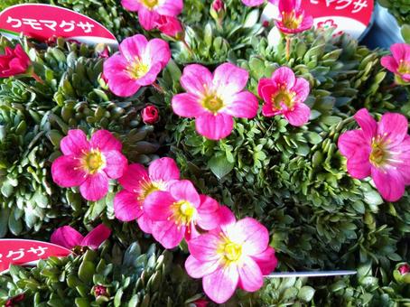 2月3日クモマグサ