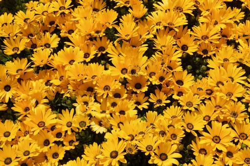 2月13日ディモルフォセカ