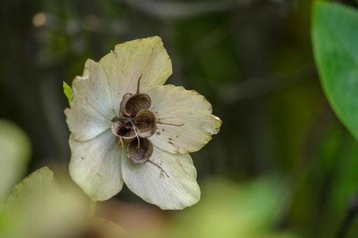 2月15日レンテンローズ