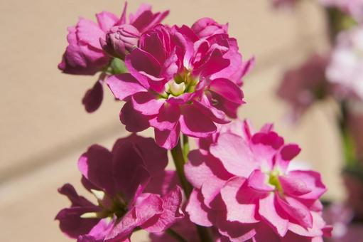 2月7日ストック