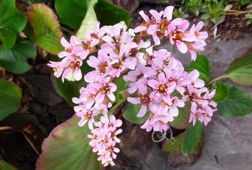 2月16日ヒマラヤユキノシタ