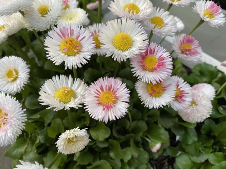 2月10日デージー