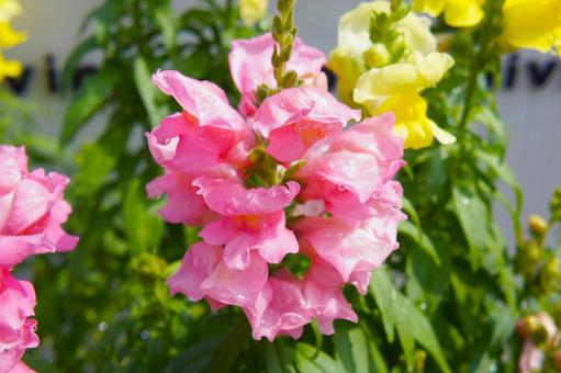 2月21日フサザキスイセン