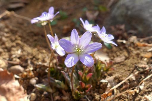 2月4日ミスミソウ