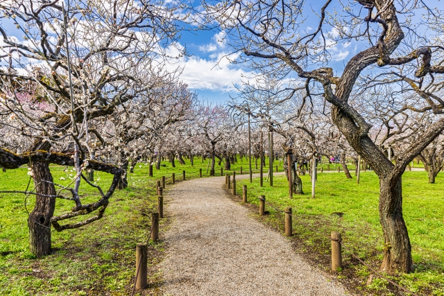 梅の花・偕楽園