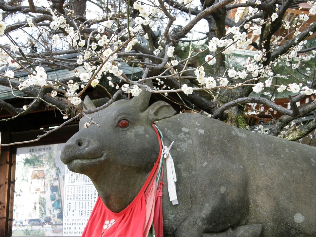 梅の花・北野天満宮