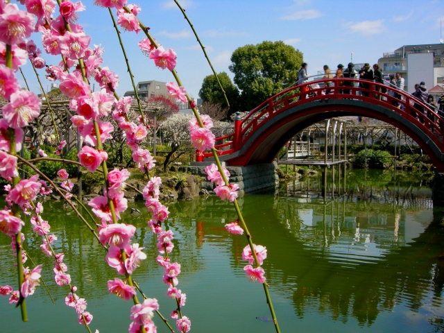 梅の花・亀戸天神