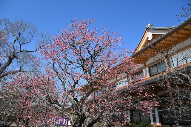 梅の花・北野天満宮梅花祭